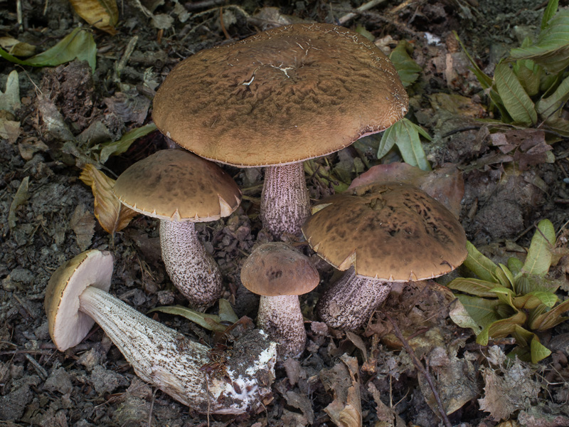 Leccinum pseudoscabrum